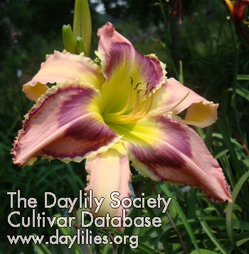 Daylily Wow Factor
